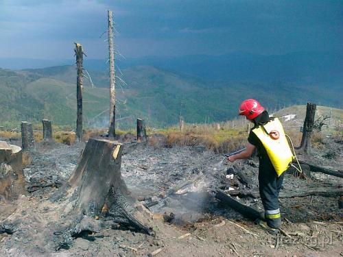 Po¿ar poszycia le¶nego