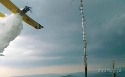 Po¿ar poszycia le¶nego